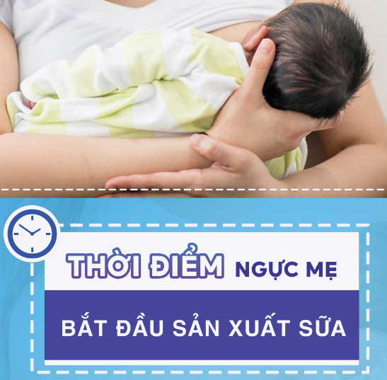 ​ ️Thời điểm ngực mẹ bắt đầu sản xuất sữa?  ​